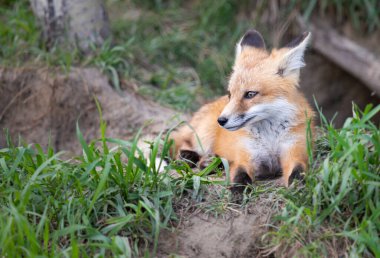 Vahşi doğada kızıl tilki çantası