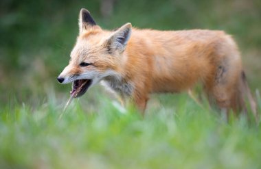 Vahşi doğada kızıl tilki çantası