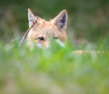 Vahşi doğada kızıl tilki çantası