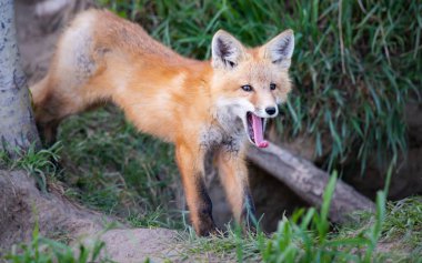 Vahşi doğada kızıl tilki çantası