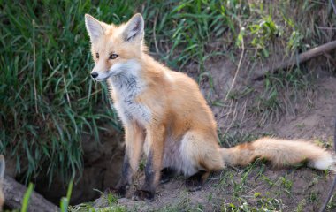 Vahşi doğada kızıl tilki çantası