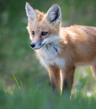 Vahşi doğada kızıl tilki çantası