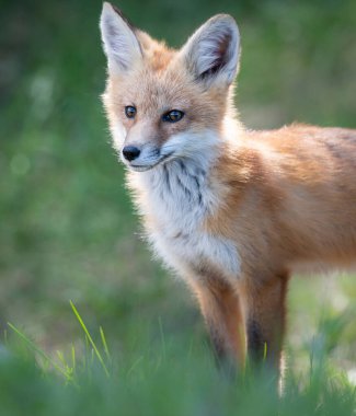 Vahşi doğada kızıl tilki çantası