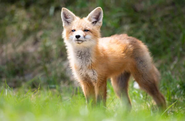 Rode Vos Kit Het Wild — Stockfoto