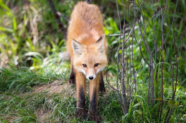 野外的红狐套件 — 图库照片
