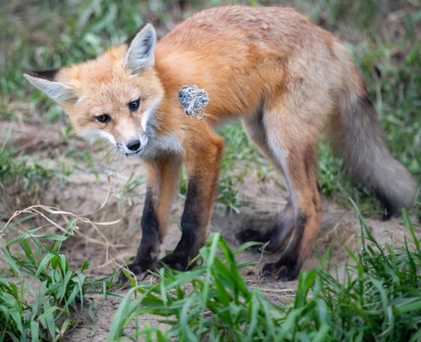 Rode Vos Kit Het Wild — Stockfoto