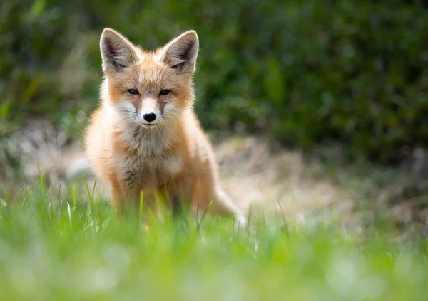 Zestaw Red Fox Środowisku Naturalnym — Zdjęcie stockowe
