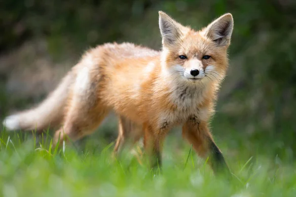 Zestaw Red Fox Środowisku Naturalnym — Zdjęcie stockowe