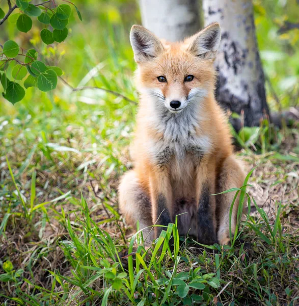 Red Fox Kit Wild — Stock Photo, Image