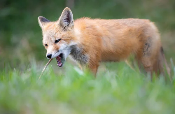 Red Fox Kit Wild — Stock Photo, Image