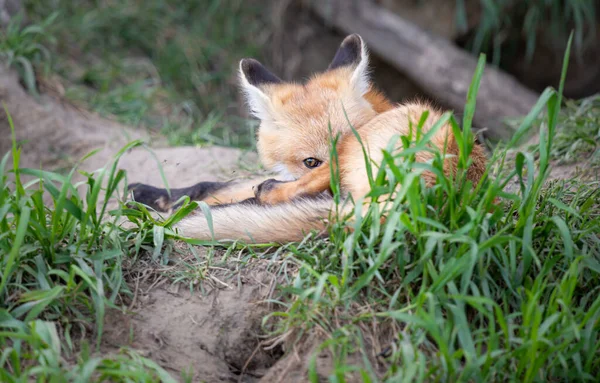 Rotfuchs Bausatz Freier Wildbahn — Stockfoto