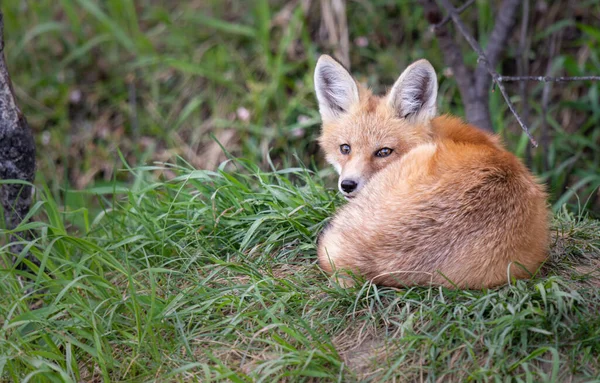 Red Fox Kit Wild — Stock Photo, Image