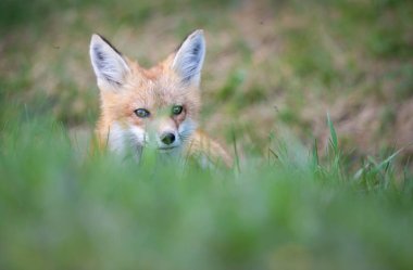 Kızıl tilki seti vahşi doğada