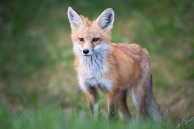 Kızıl tilki seti vahşi doğada