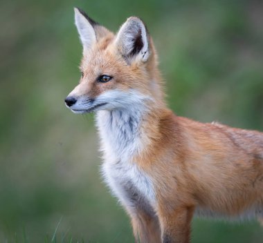 Kızıl tilki seti vahşi doğada