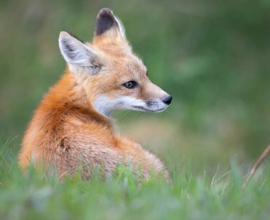Kızıl tilki seti vahşi doğada