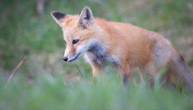 Kızıl tilki seti vahşi doğada