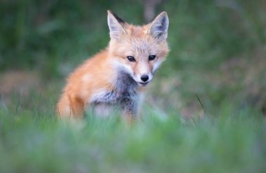 Kızıl tilki seti vahşi doğada