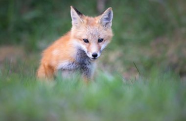 Kızıl tilki seti vahşi doğada