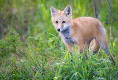 Kızıl tilki seti vahşi doğada