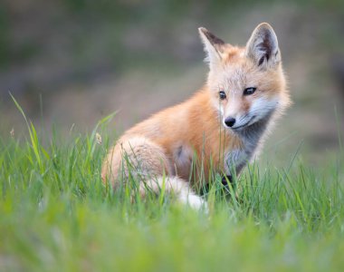 Kızıl tilki seti vahşi doğada