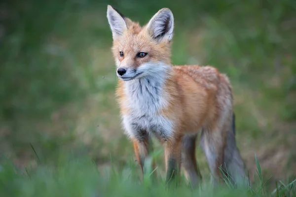 Red Fox Kit Wild — Stock Photo, Image