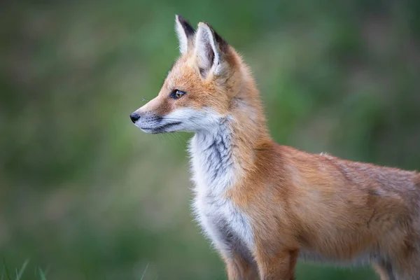 Red Fox Kit Naturaleza — Foto de Stock