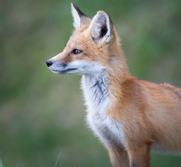 Red Fox Kit Naturaleza —  Fotos de Stock