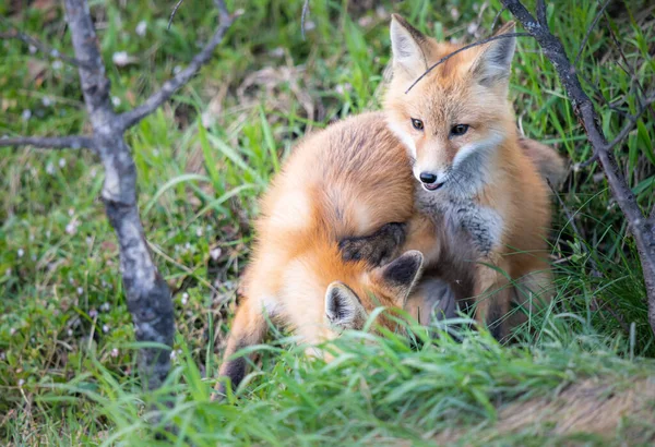 Red Fox Kit Wild — Stock Photo, Image