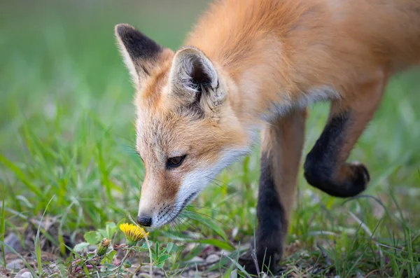 Red Fox Kit Naturaleza — Foto de Stock