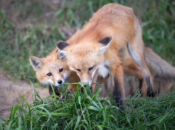 Rode Vos Kit Het Wild — Stockfoto