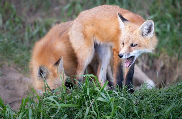 Red Fox Kit Wild — Stok Foto