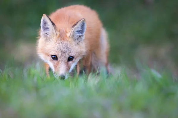 Red Fox Kit Naturaleza — Foto de Stock