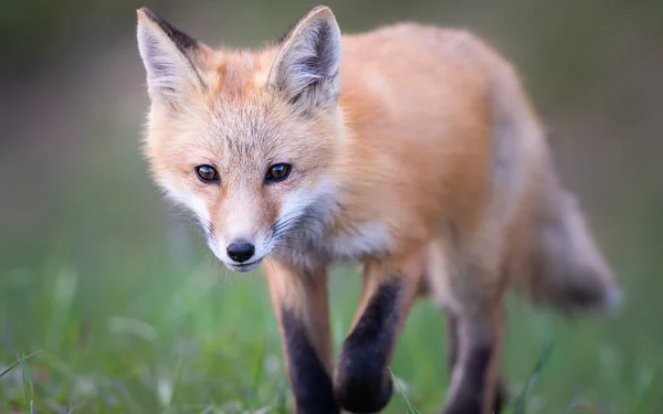 Rode Vos Kit Het Wild — Stockfoto