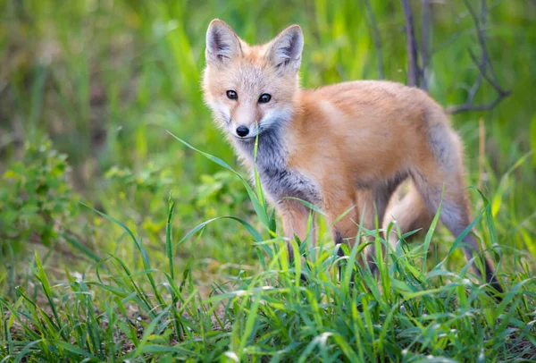 Kit Renard Roux Dans Nature — Photo