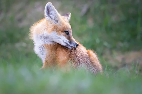 Czerwony Lis Naturze — Zdjęcie stockowe