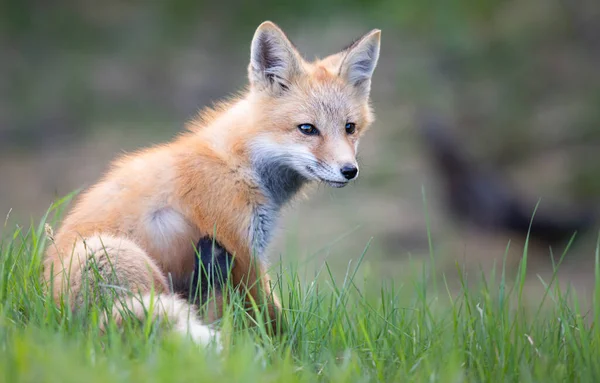 Red Fox Kit Wild — Stock Photo, Image