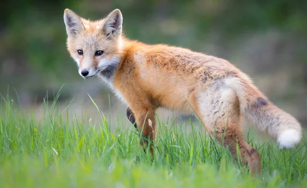 Kit Renard Roux Dans Nature — Photo