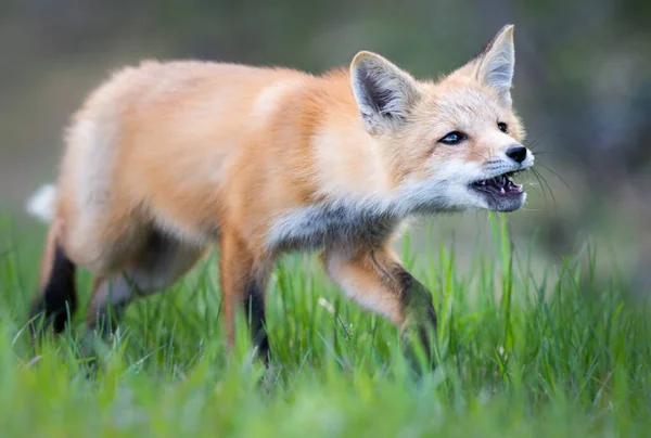 Rotfuchs Bausatz Freier Wildbahn — Stockfoto