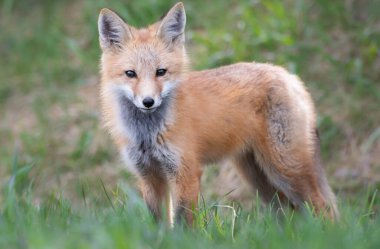 Vahşi doğada kızıl tilki çantası