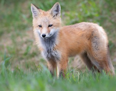 Vahşi doğada kızıl tilki çantası