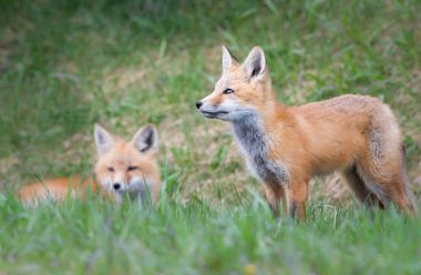 Vahşi doğada kızıl tilki çantası