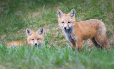 Vahşi doğada kızıl tilki çantası