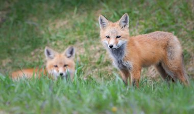Vahşi doğada kızıl tilki çantası