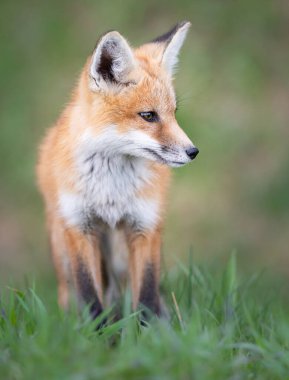 Vahşi doğada kızıl tilki çantası