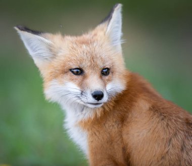 Vahşi doğada kızıl tilki çantası