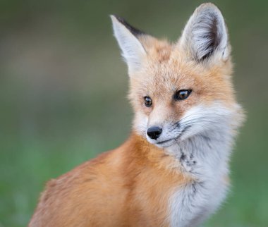 Vahşi doğada kızıl tilki çantası