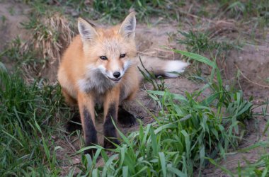 Vahşi doğada kızıl tilki çantası