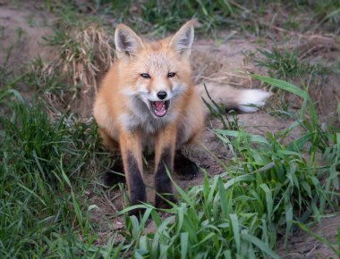 Vahşi doğada kızıl tilki çantası