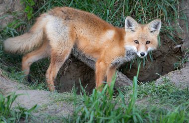 Vahşi doğada kızıl tilki çantası
